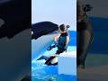 Why are killer whales friendly to humans?#animals #killerwhales #why #whales