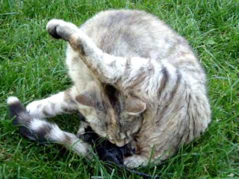 Video: Potovanje In Pohodništvo Z Mačkami: Znane Pustolovske Mačke