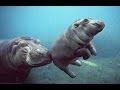 This Baby Hippo Is Simply Amazing