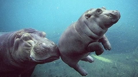 Top Funny Hippo and Baby Hippo Videos Compilation 2017 [BEST OF] - Cute Animals