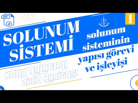 Solunum Sistemi #1 | Solunum Sisteminin Yapı, Görev ve İşleyişi | AYT Biyoloji