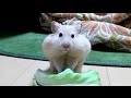 怒るハムスターキャベツに八つ当たりする！おもしろ可愛いハムスターThe funny hamster with which I got angry is cross with cabbage