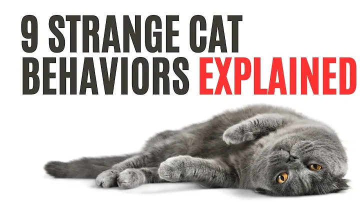 Meanings behind 9 strange cat behaviors
