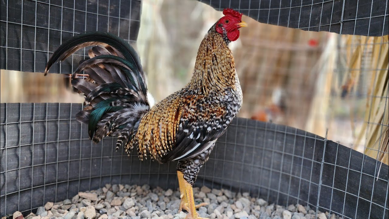 Bienvenidos a una de las pequeñas Gallerias del Cibao que se suma a la digna representación