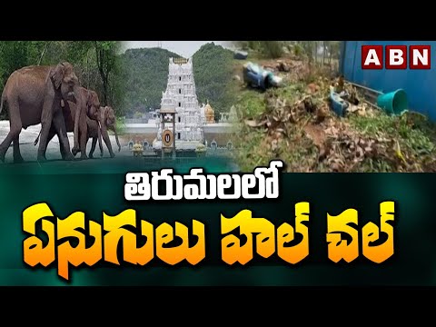 తిరుమలలో ఏనుగులు హల్ చల్ | Elephants Destroy Silathoranam Park In Tirumala Tirupati | ABN Telugu - ABNTELUGUTV