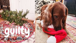 Archie - Beginning of a Beautiful Friendship - Golden Retriever Puppy and Irish Setter by Archie loves Noel 1,938 views 1 year ago 56 seconds