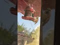 Sparrow’s visit