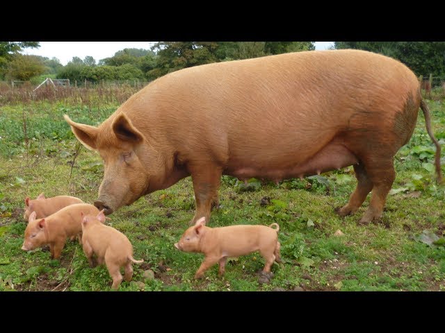 Tamworth Boar