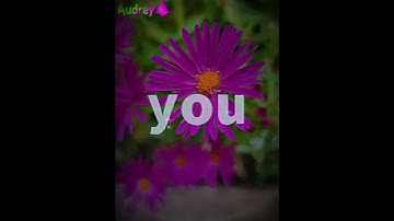 Thumbnail of Sailor song | #flower #sailorsong #lyrics