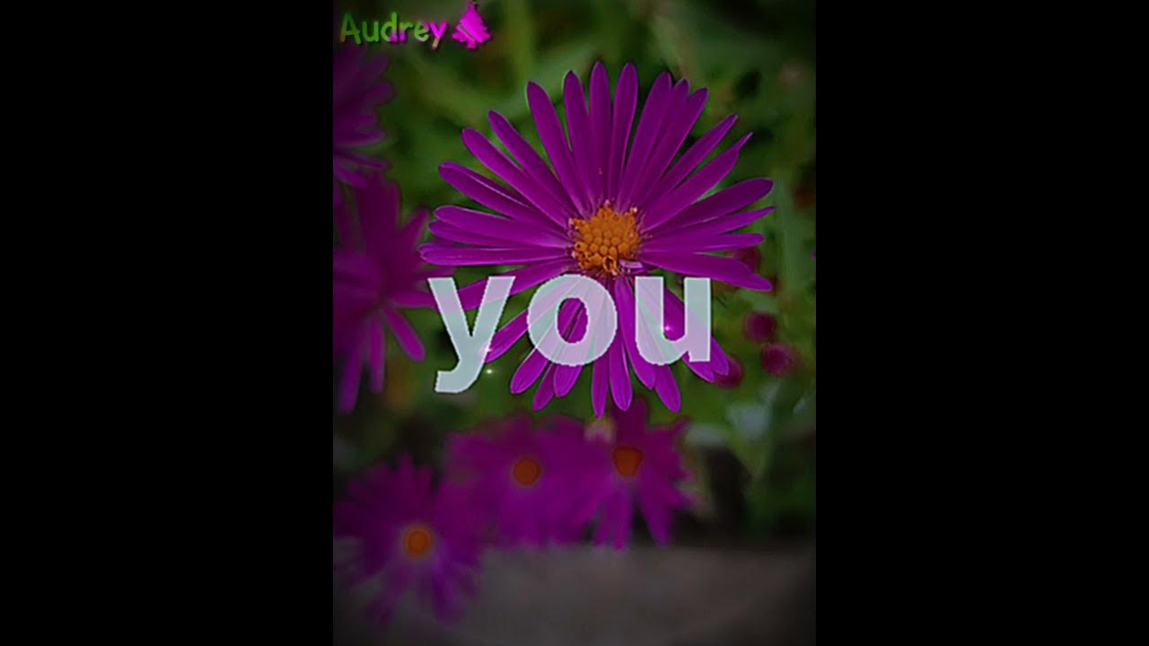 Sailor song | #flower #sailorsong #lyrics