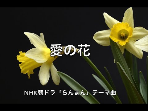 愛の花・フルバージョン（あいみょん。NHK朝ドラ「らんまん」主題歌）歌詞・コード付き　　kathy