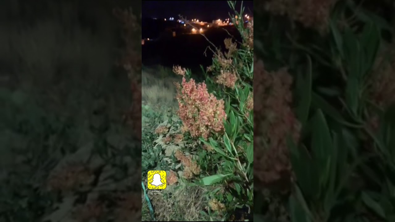 معجزة في شهار