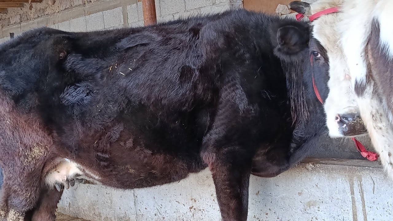 SHERBEK UZ в прямом эфире!