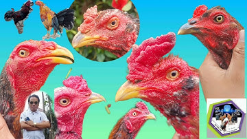 Qaib Tu Kau ncauj qhia tau li cas txog rau ntawm tu qaib