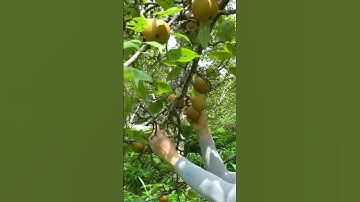 Pear 🍐 #fruit #harvesting #youtube #shortvideo