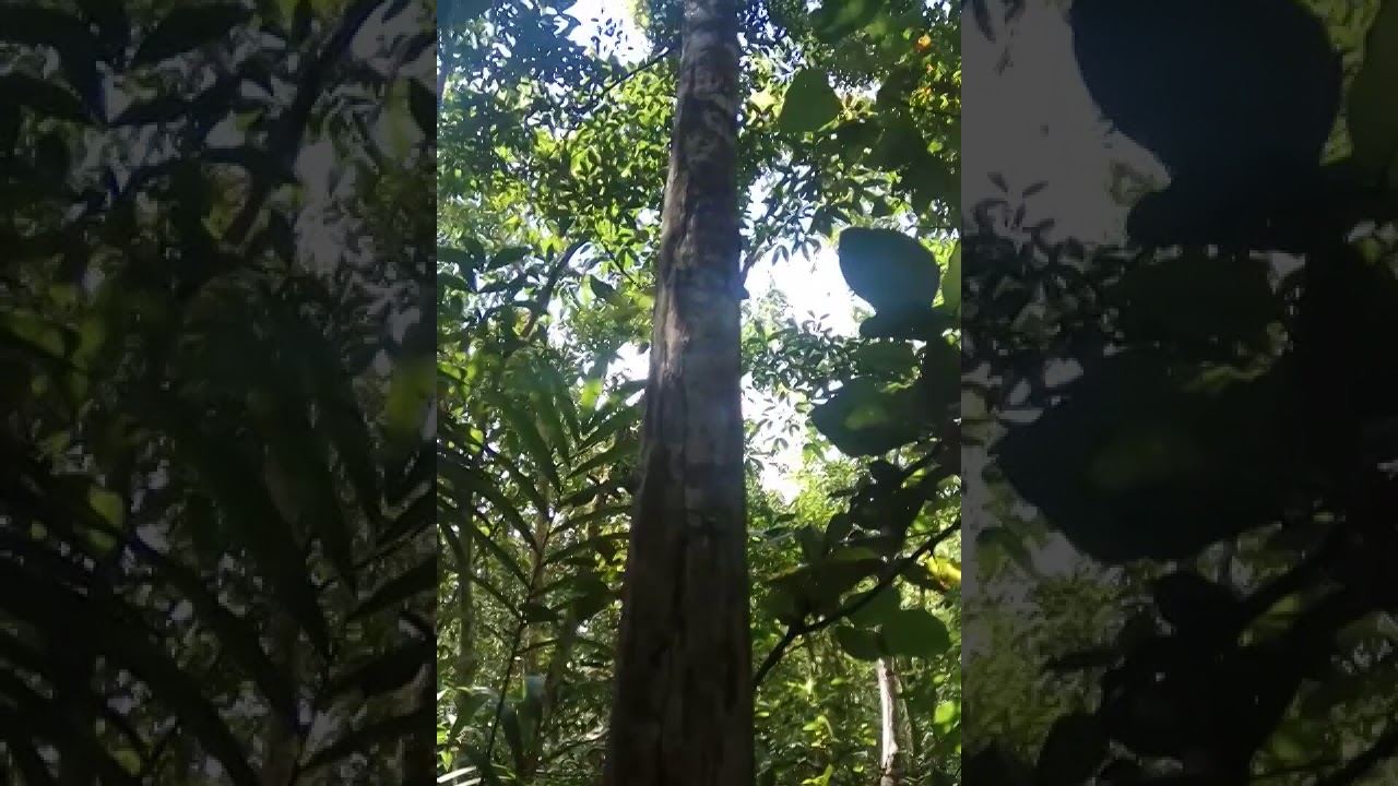 POHON GAHARU || SURVEY 