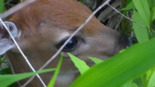 So Cute!  Found Baby Deer Fawn hiding again 05312017