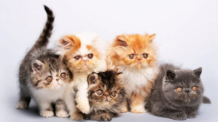 Watch the video about Persian kittens for sales | puppy sales | dog training | stud service available | KP Pets