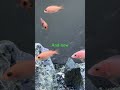 Strawberry & OB peacock fry #OBpeacock #africancichlids #peacockcichlid #fry #babyfish