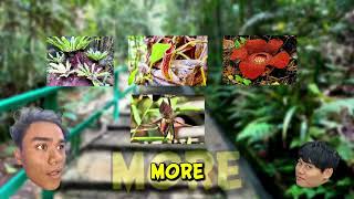 HTT 549- Pair Assignment 'Kinabalu Park'