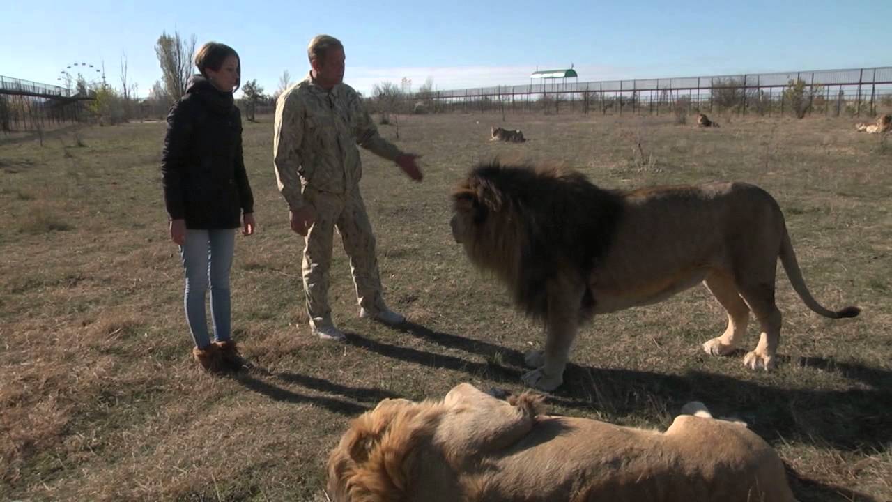 Отдых с перчинкой. Парк львов "Тайган" - YouTube