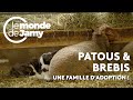 Brebis et chiens de berger  une incroyable amiti 