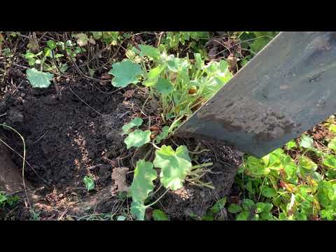 Video: How To Divide A Lady's Mantle: Tips for Separing Lady's Mantle Plants