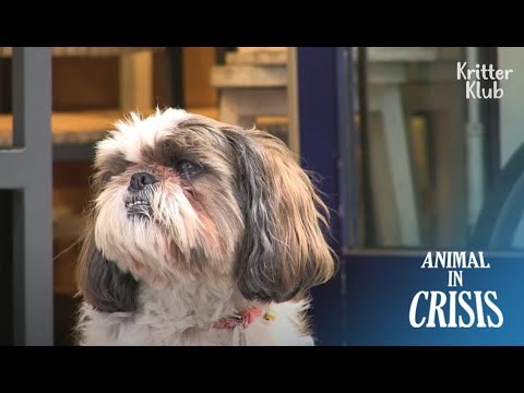 Cane abbandonato sa che il suo padrone non tornerà, ma aspetta ancora | Animal in Crisis EP242