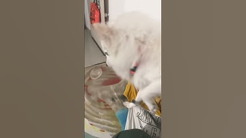 Good morning 🙏🏻#viral #shortvideo #ytshorts A2,A3,A4,A5,A6,A7,A8,A9,A10,