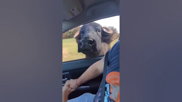 Video 9824471: cat usa pets, funny cat usa pets, cat funny pets dog