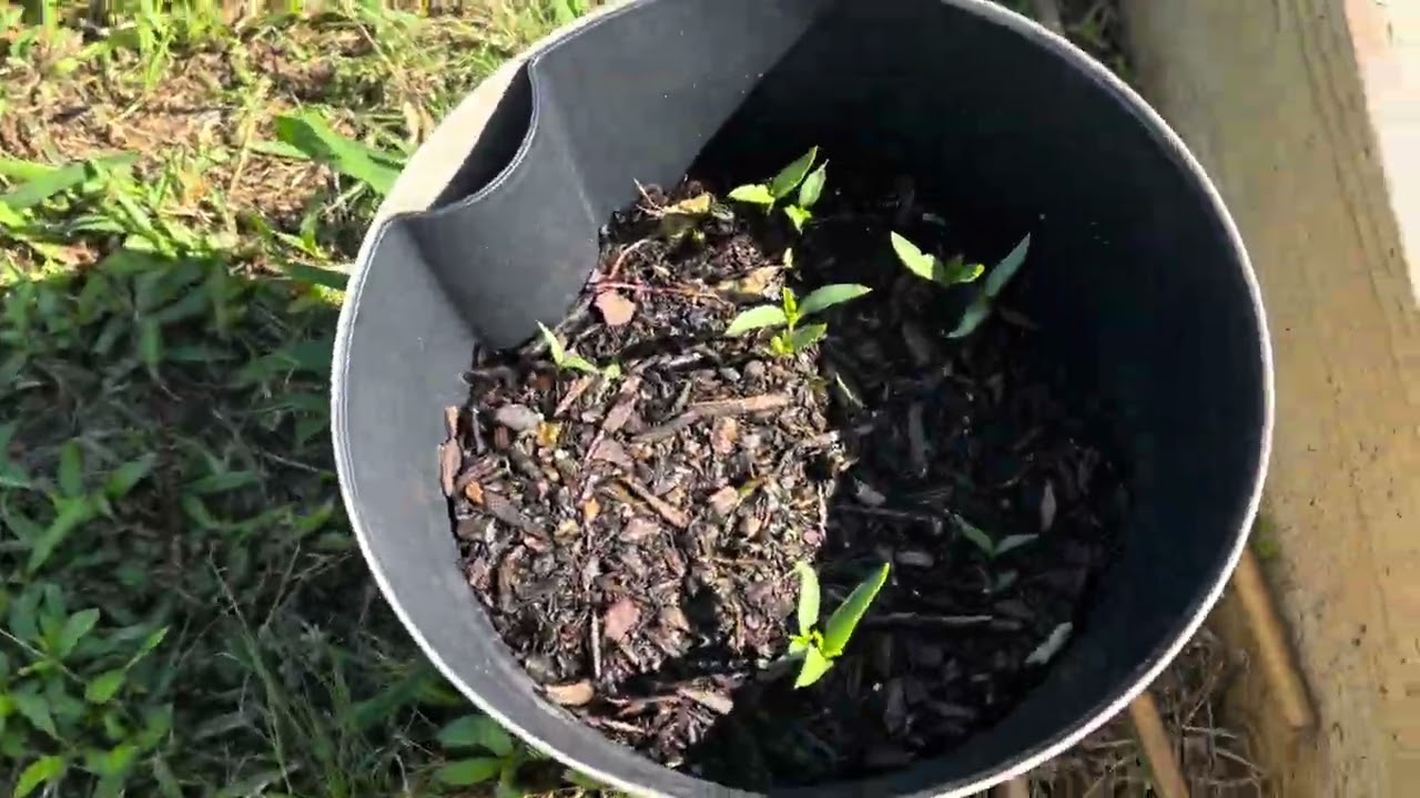 Storage cut 1/2 way #garden #viral #homestead #gardening