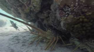 Mini Lobster Season - Florida Keys - Spiny Lobster under every rock we check!!