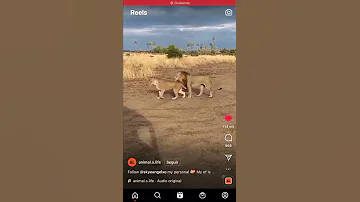 ¿Se aparean los leones 50 veces al día?