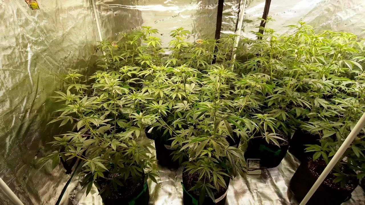 MARS HYDRO FC4800 AND TSW2000. 8X8 GROW TENT