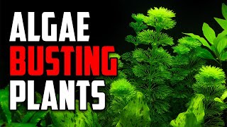 Simple Tips to Get Rid of Algae With the Power of Aquarium Plants screenshot 2