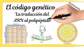 El CÓDIGO GENÉTICO [La traducción del ARNm al polipéptido]