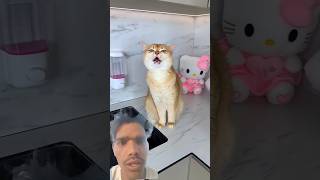 My nikka cat's always chugging water🙀🦠#funny #cat #cats #shorts #nikkah #new #viral #catlife #sony
