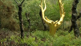 Dans la mythique forêt de Brocéliande