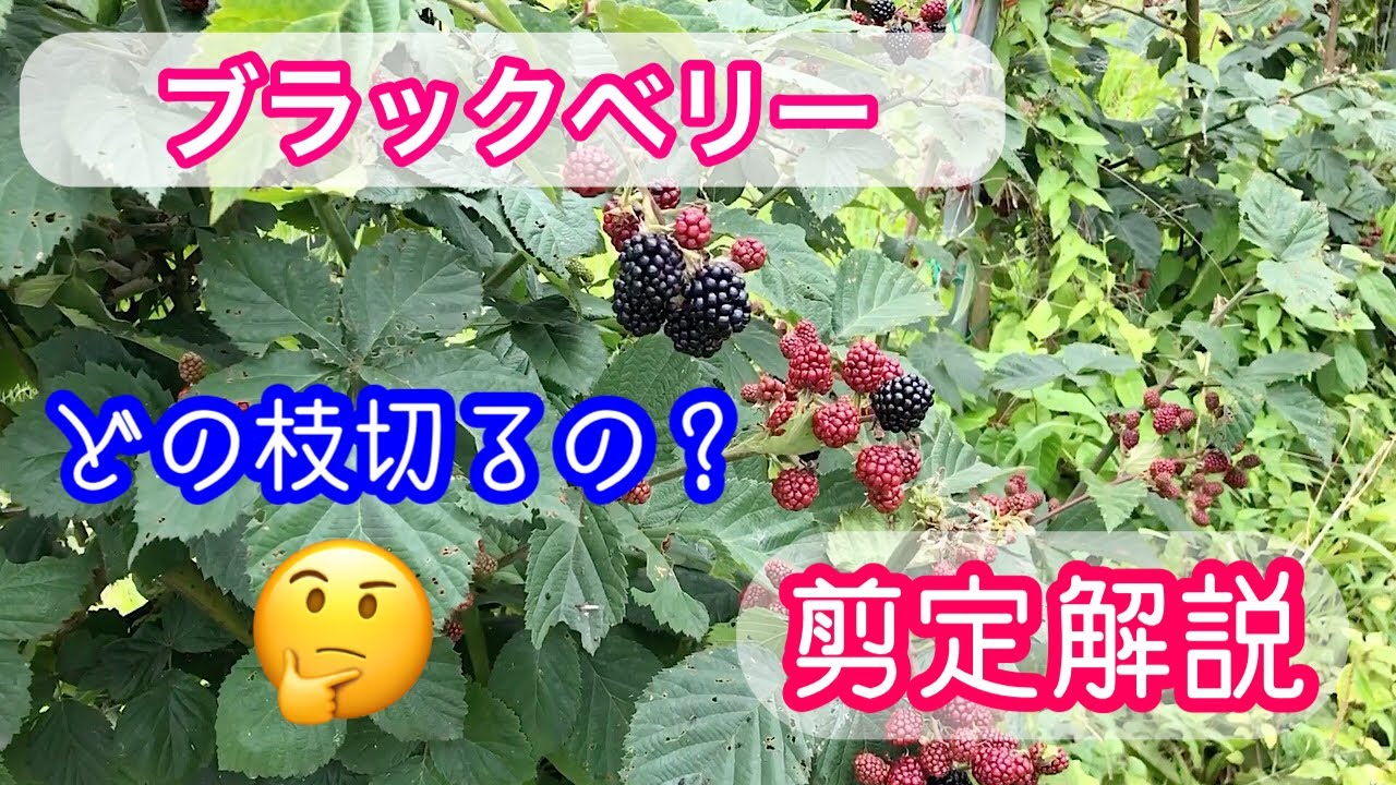 ブラックベリーの剪定2023年《家庭菜園》