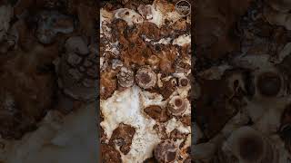 Shiitake Mushroom Grow Time Lapse #shorts