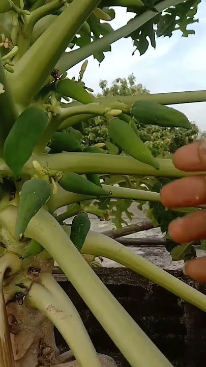pepaya banci dan pepaya gantung #buah #pepaya #bibit #tanaman