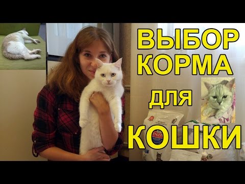 Заказ сухого корма для кошек, Обзор кошачьих кормов, Советы кошатника