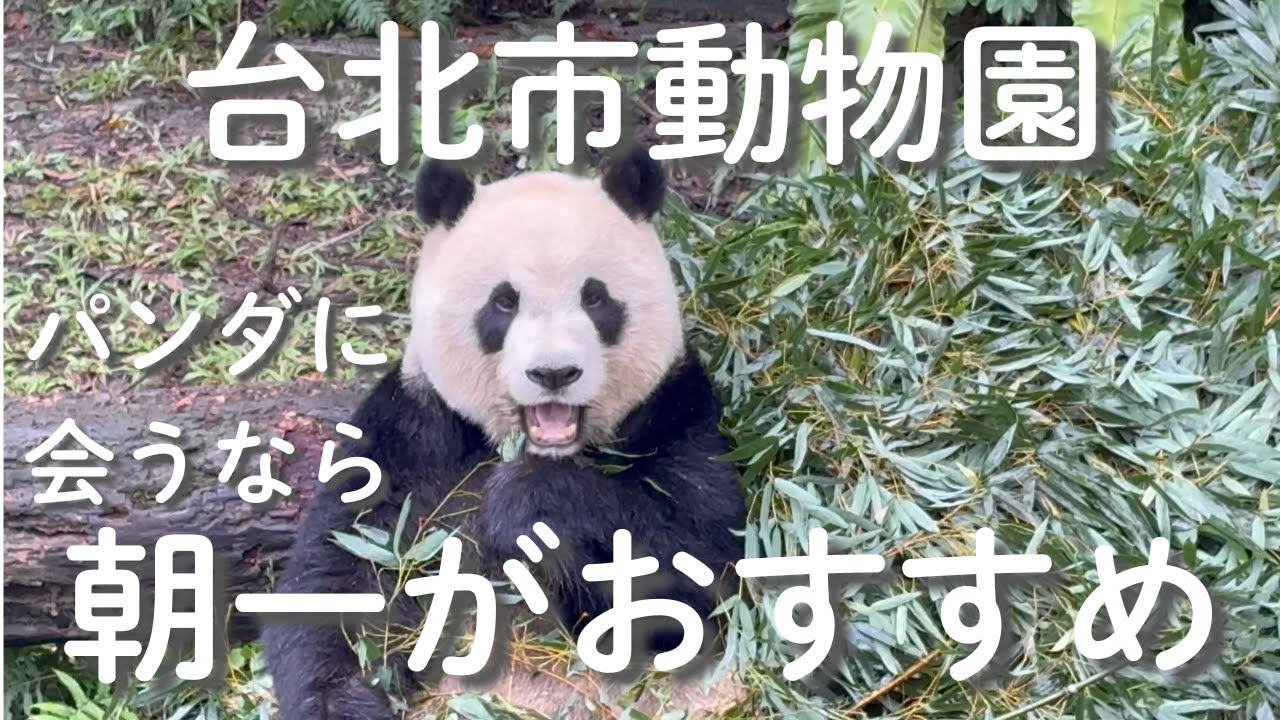 台北市動物園のパンダに会うなら朝一がおすすめ！