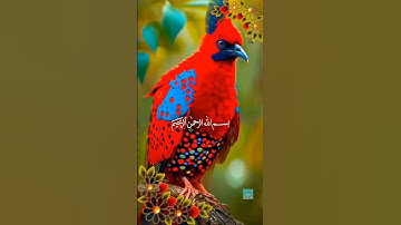 سورة الإخلاص بصوت إسلام صبحي 🎧 تلاوة قصيرة ومؤثرة