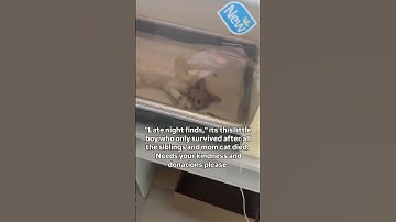 link in the bio to save the little one. please donate via the link in bio #repost #catsoftiktok #cat