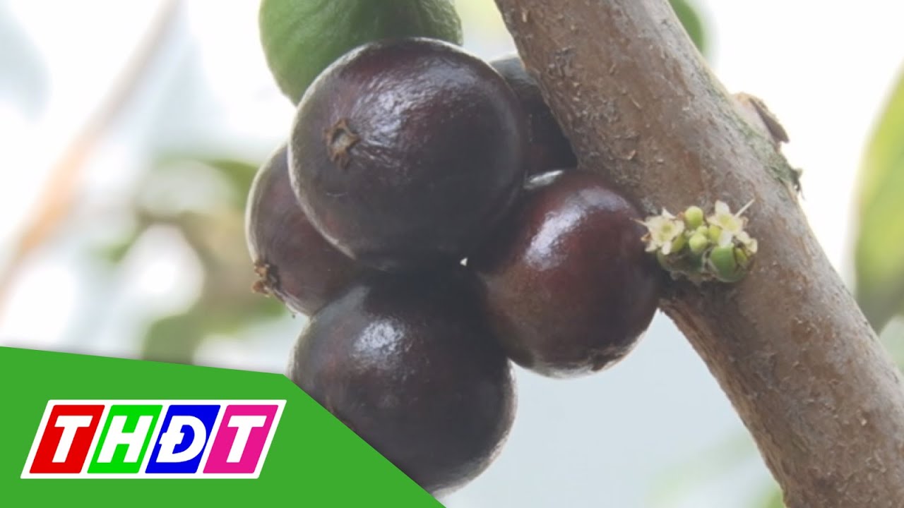 Trồng nho bán cây giống mang lại giá trị kinh tế cao ở... - youtube