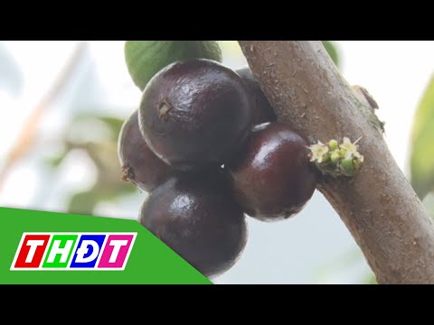 Video Trồng nho bán cây giống mang lại giá trị kinh tế cao ở... - youtube