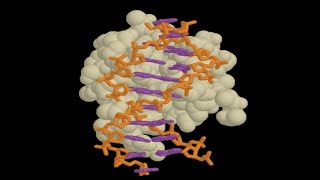 Movie 08.1 Homeodomain