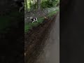 Toy poodle going crackers and aggravating the spaniel #toypoodle #englishspringerspaniel