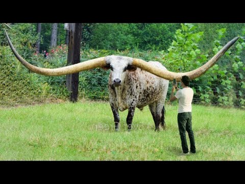 Video: Remorcă 3D Crossing Animal, Prezentată în Japonia